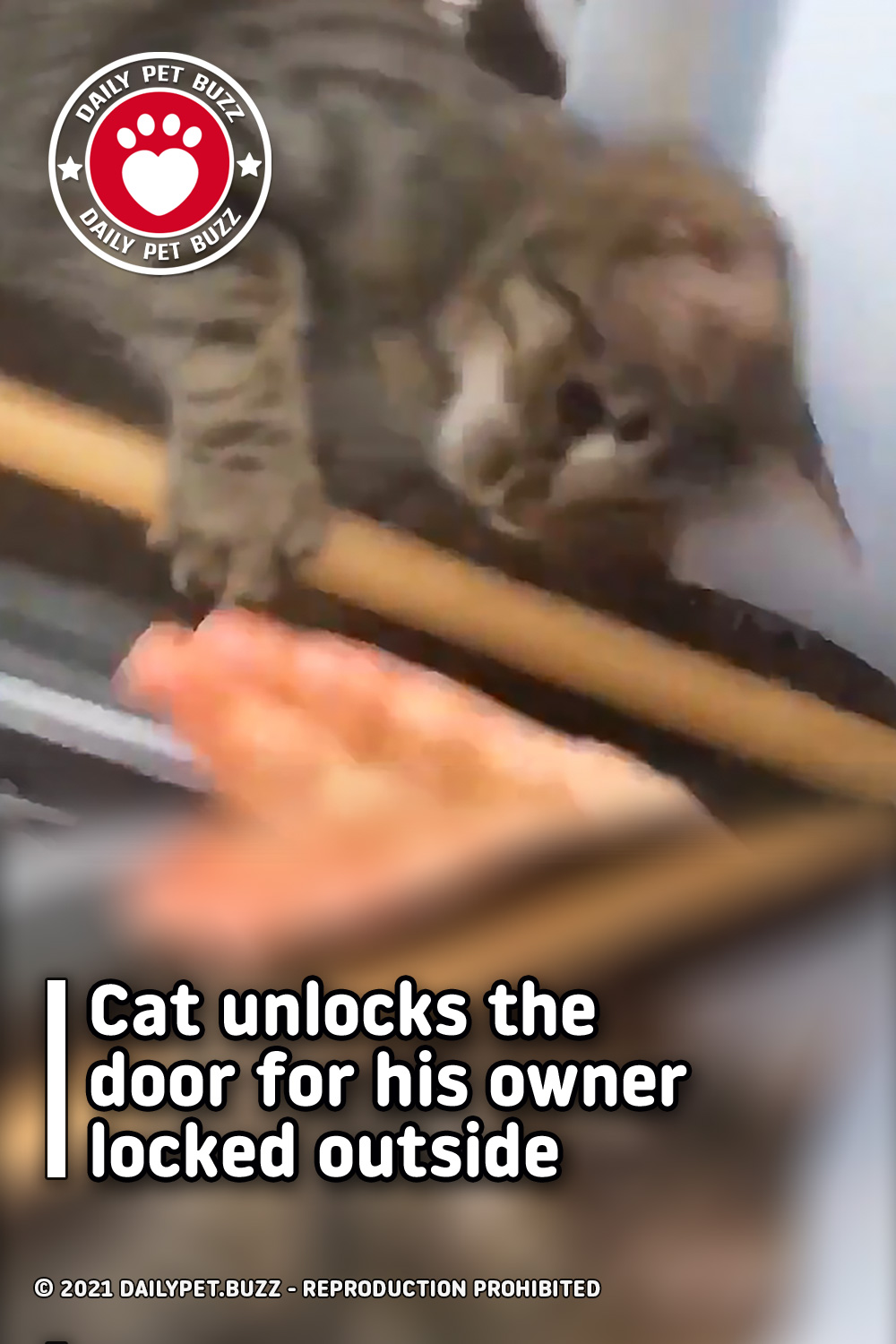 Cat unlocks the door for his owner locked outside