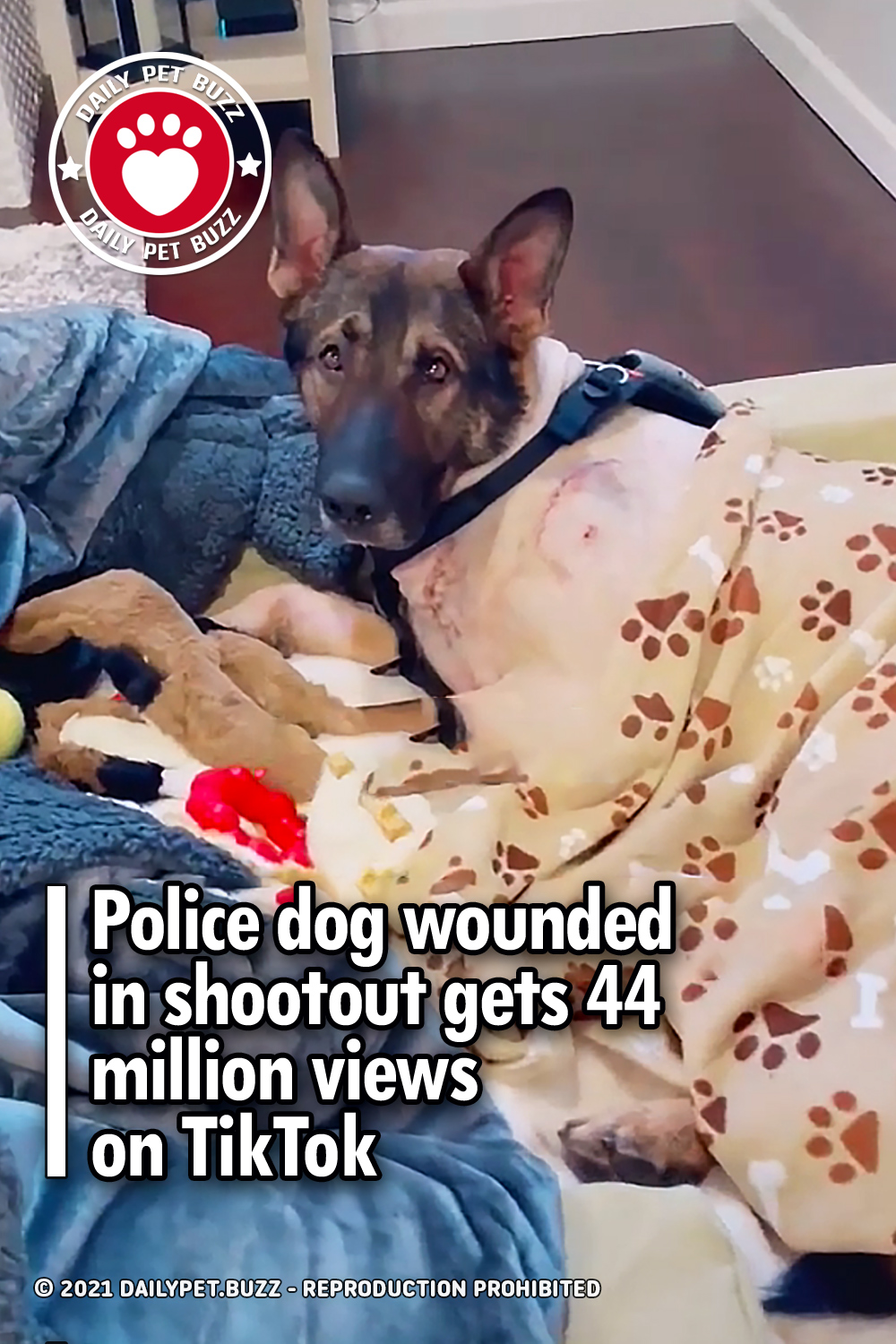 Police dog wounded in shootout gets 44 million views on TikTok