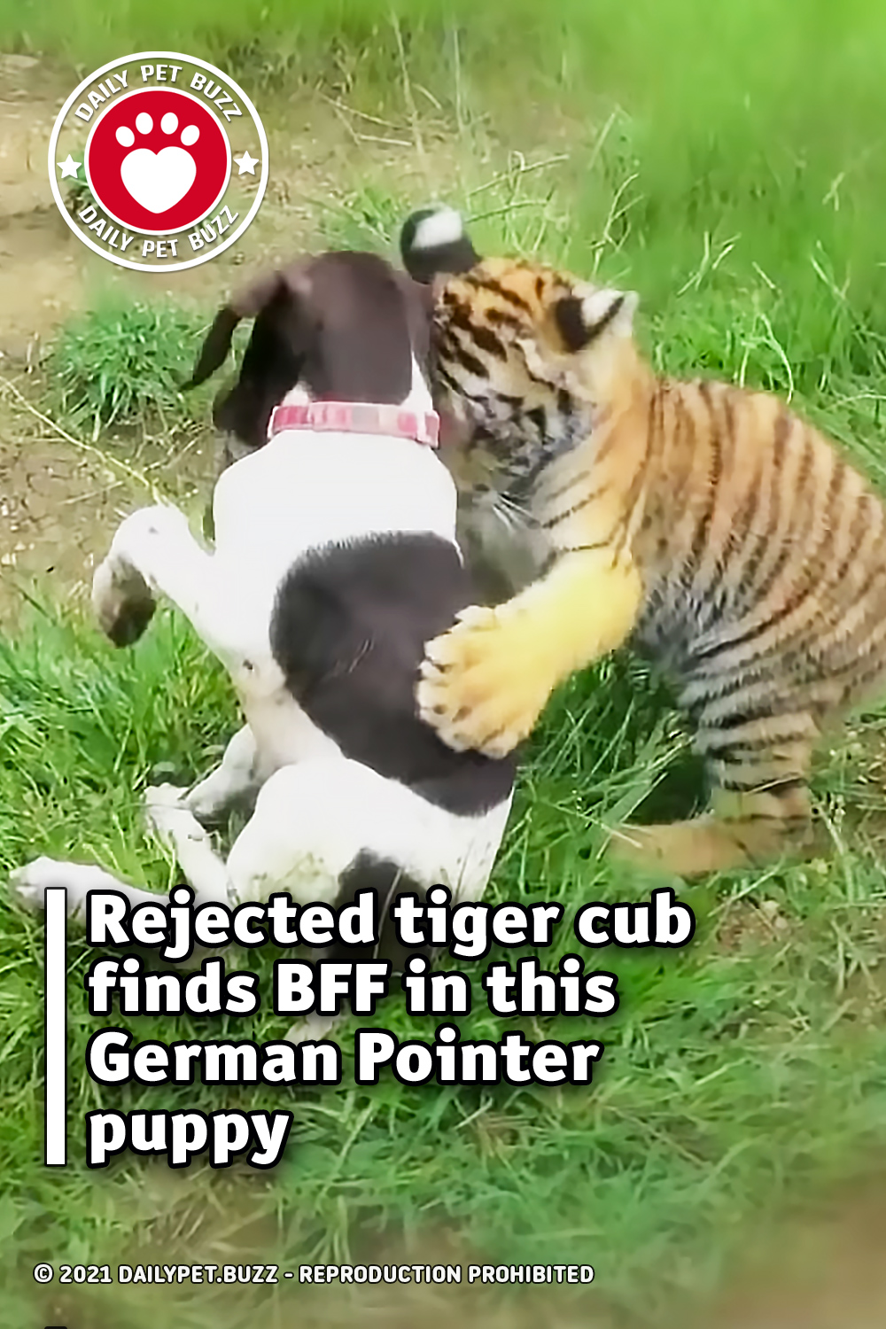 Rejected tiger cub finds BFF in this German Pointer puppy