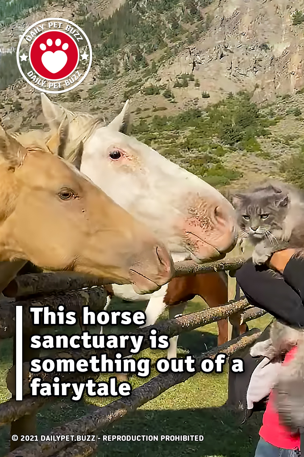 This horse sanctuary is something out of a fairytale