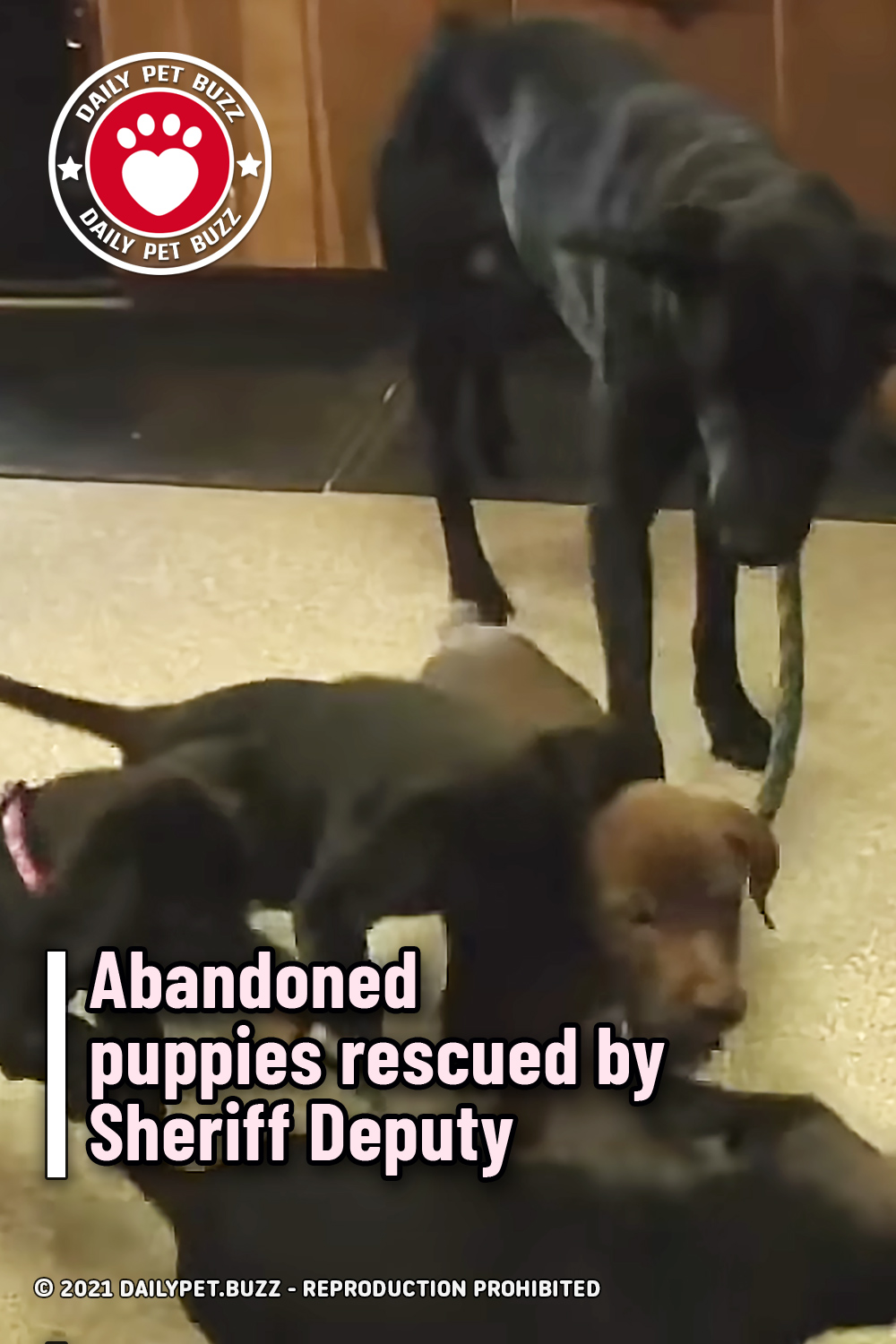 Abandoned puppies rescued by Sheriff Deputy