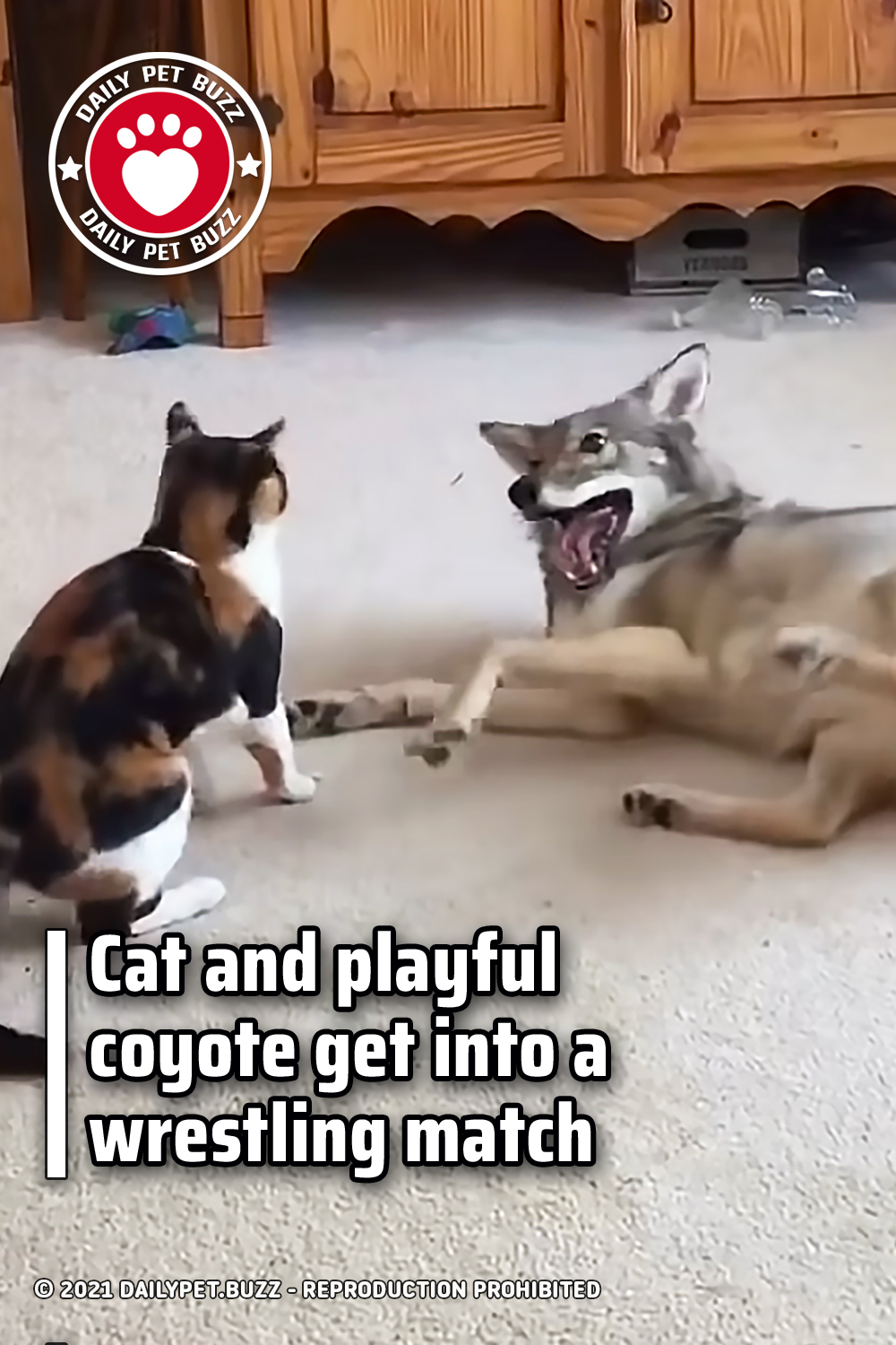 Cat and playful coyote get into a wrestling match
