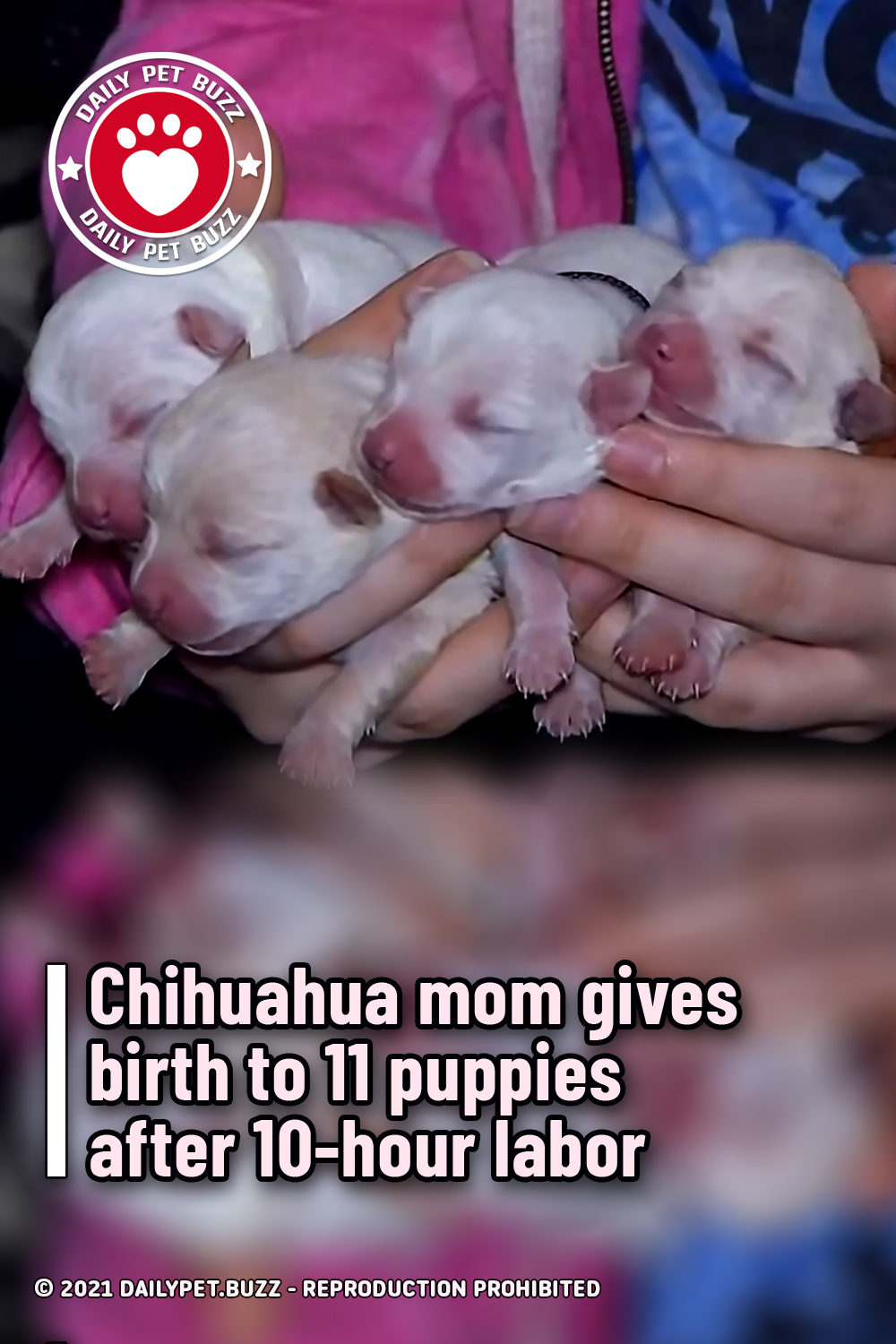 Chihuahua mom gives birth to 11 puppies after 10-hour labor