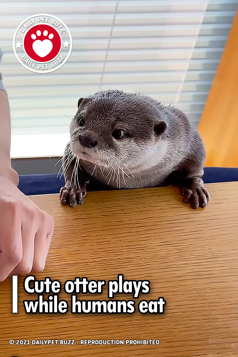Cute otter plays while humans eat
