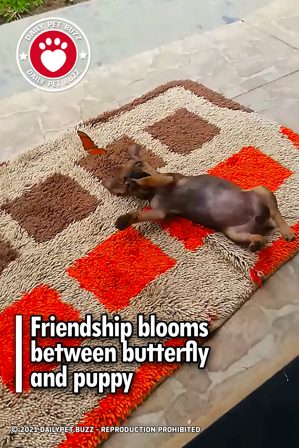 Friendship blooms between butterfly and puppy