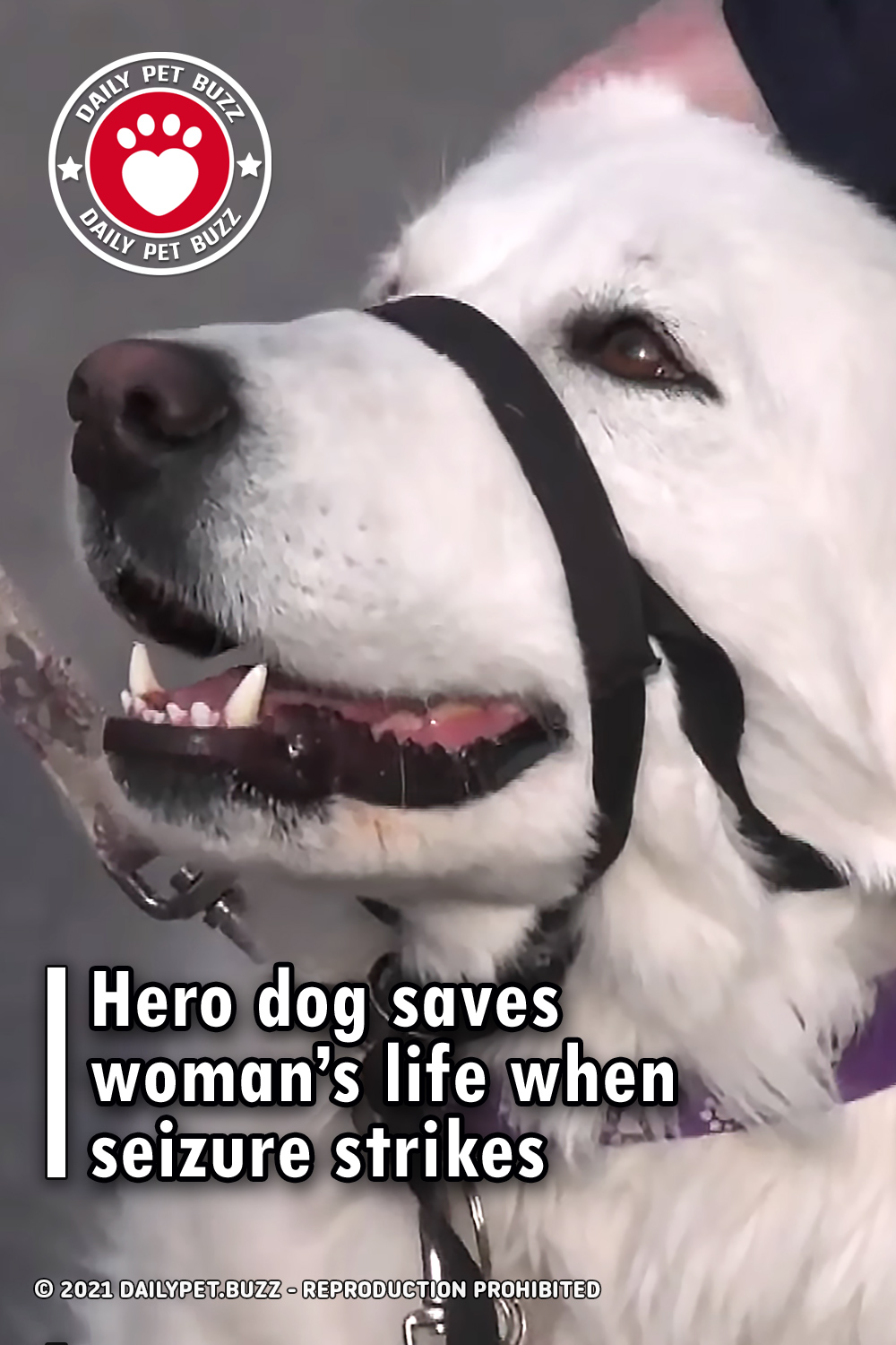 Hero dog saves woman’s life when seizure strikes