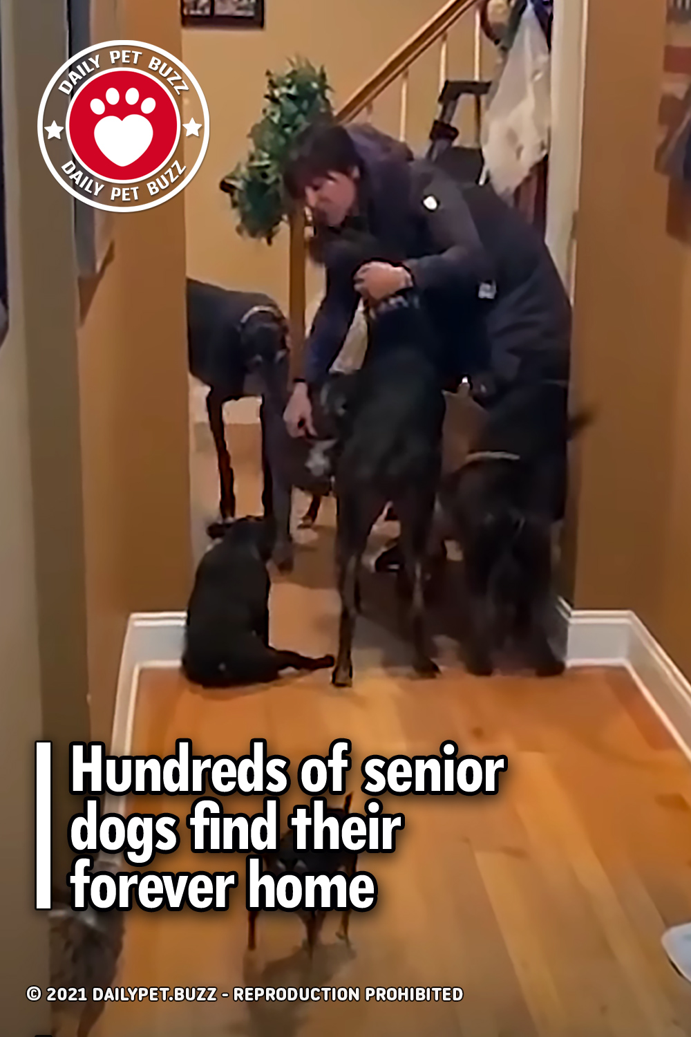 Hundreds of senior dogs find their forever home