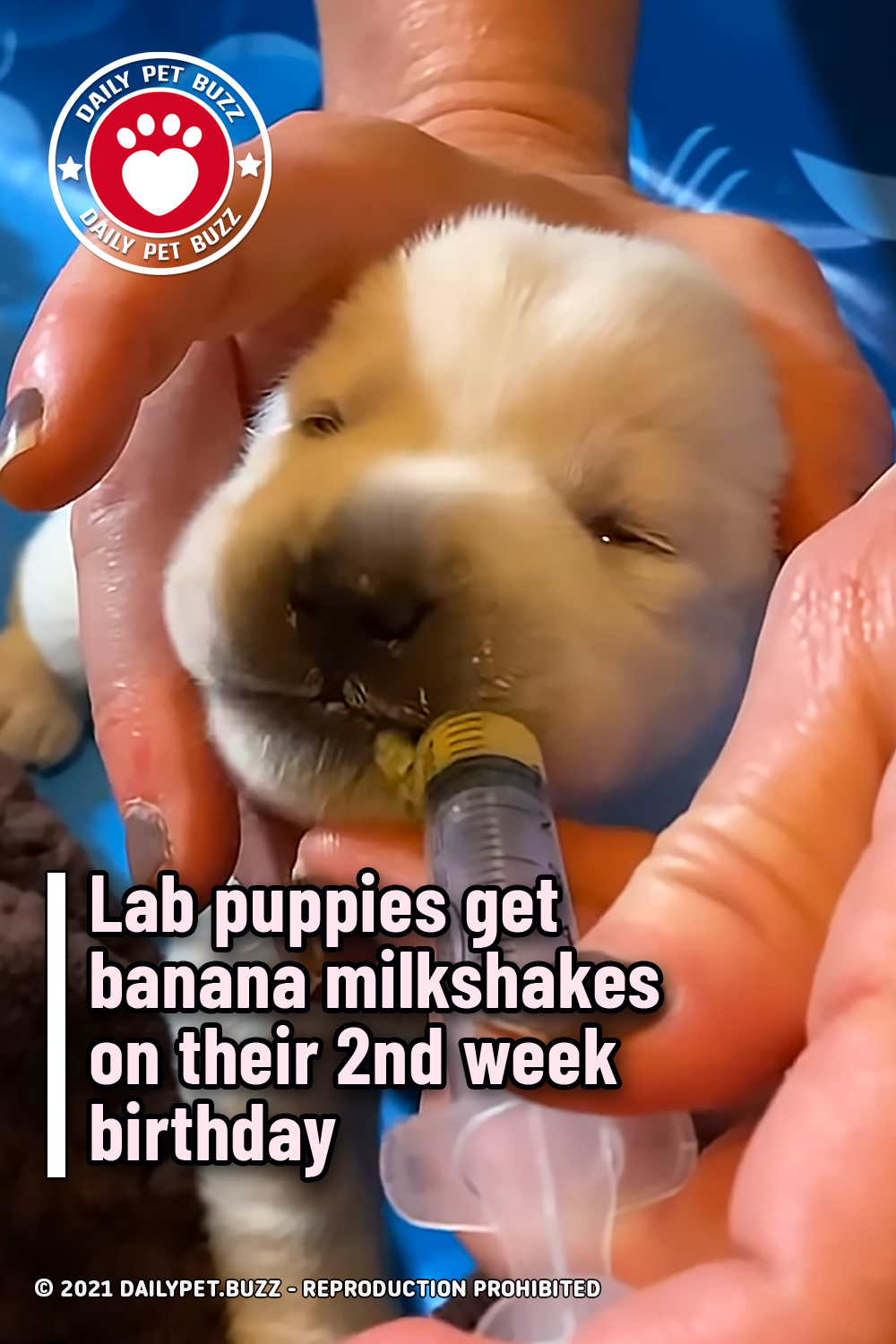 Lab puppies get banana milkshakes on their 2nd week birthday