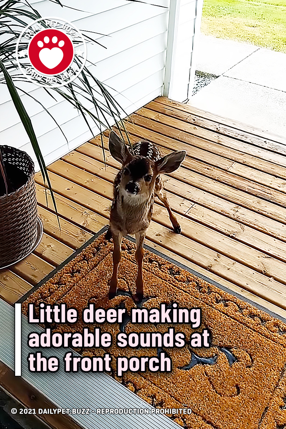 Little deer making adorable sounds at the front porch