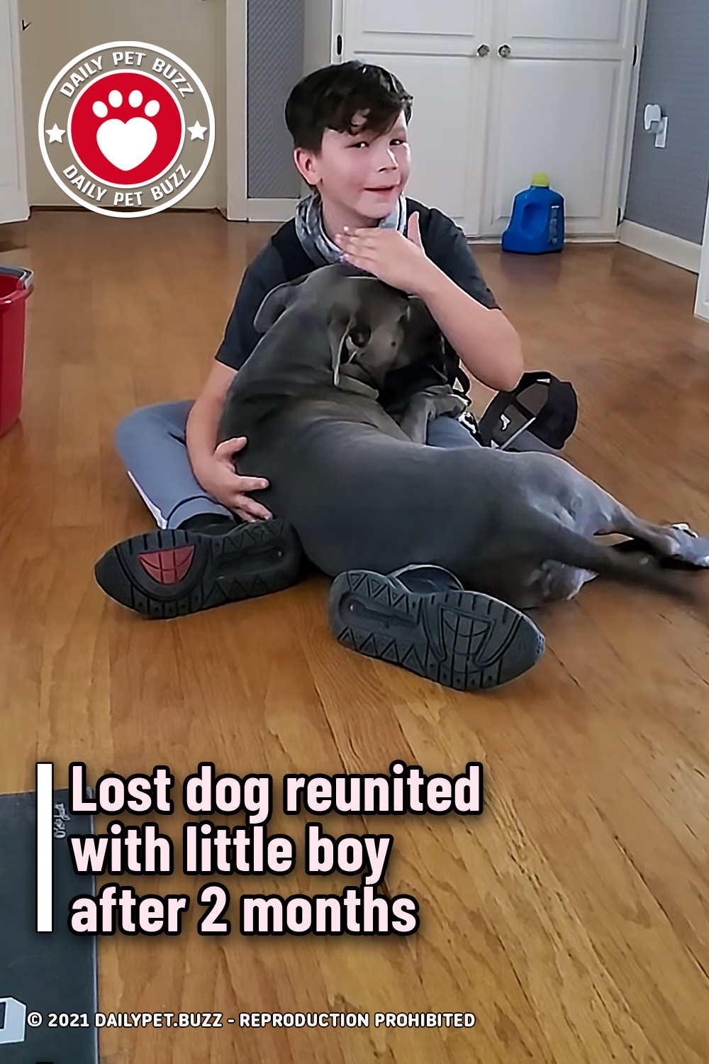 Lost dog reunited with little boy after 2 months