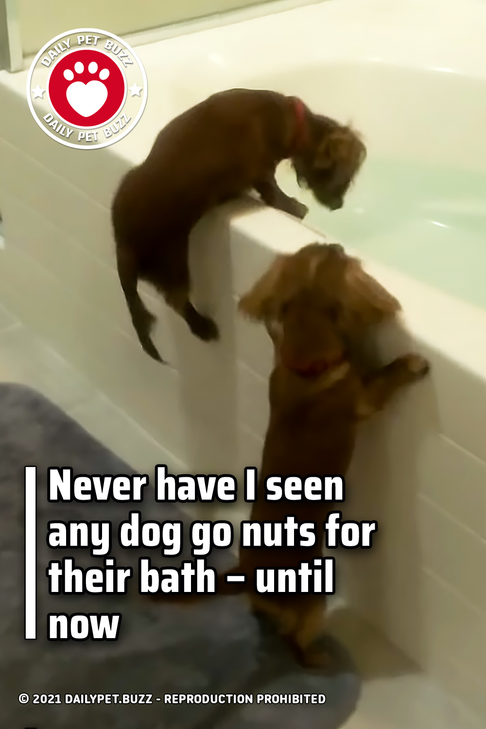 Never have I seen any dog go nuts for their bath – until now