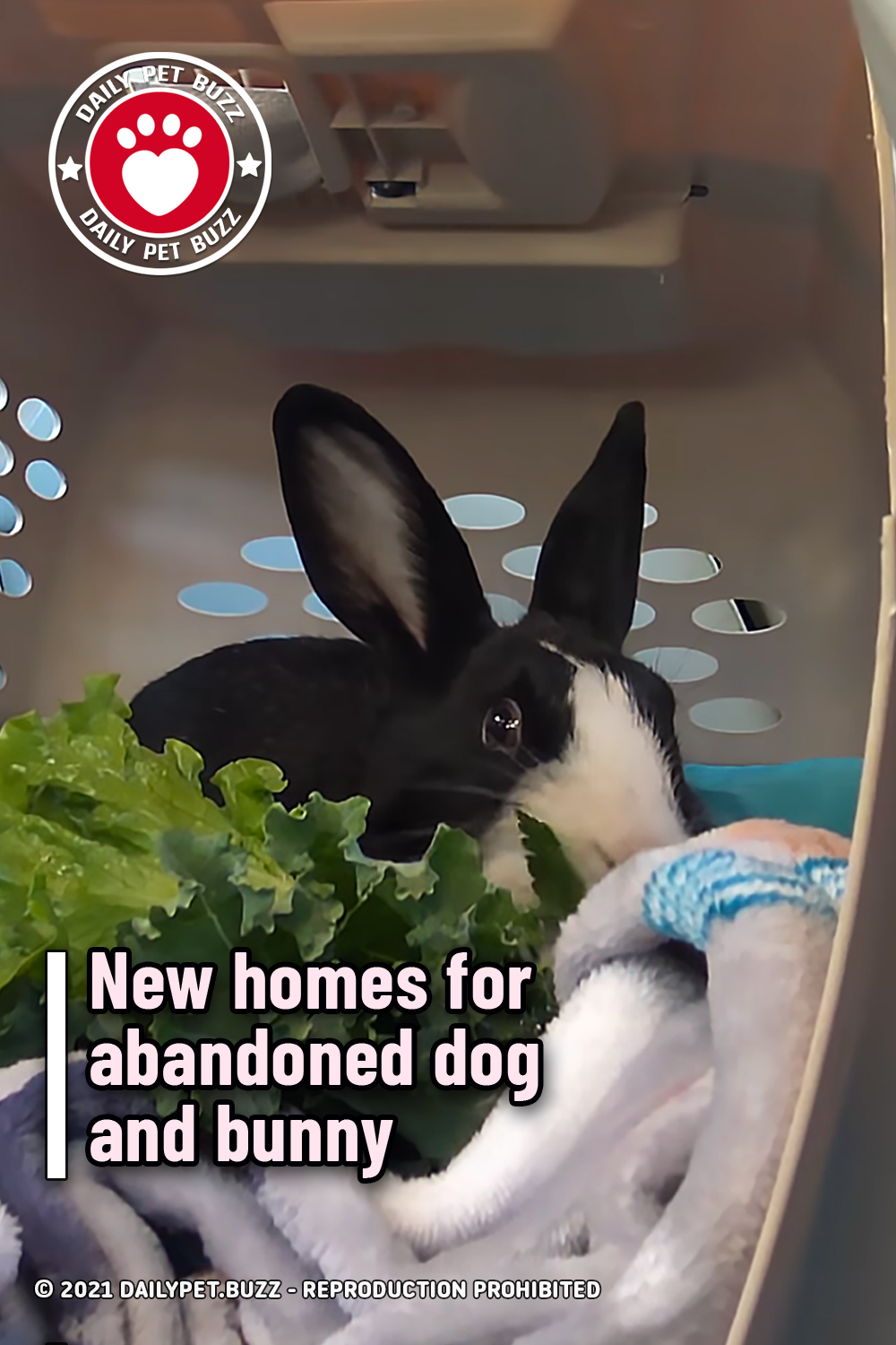 New homes for abandoned dog and bunny