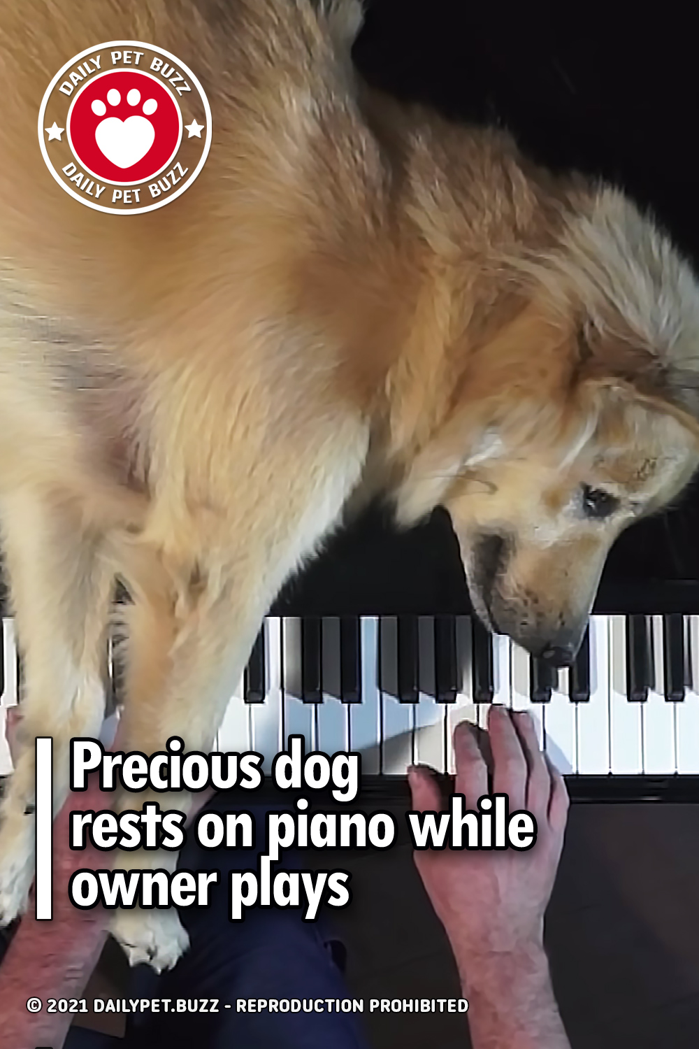 Precious dog rests on piano while owner plays