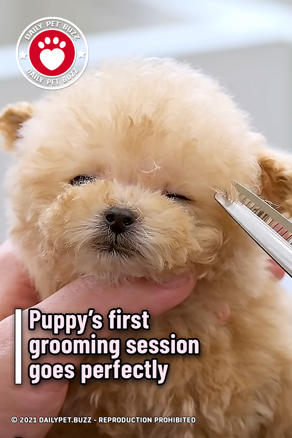 Puppy’s first grooming session goes perfectly