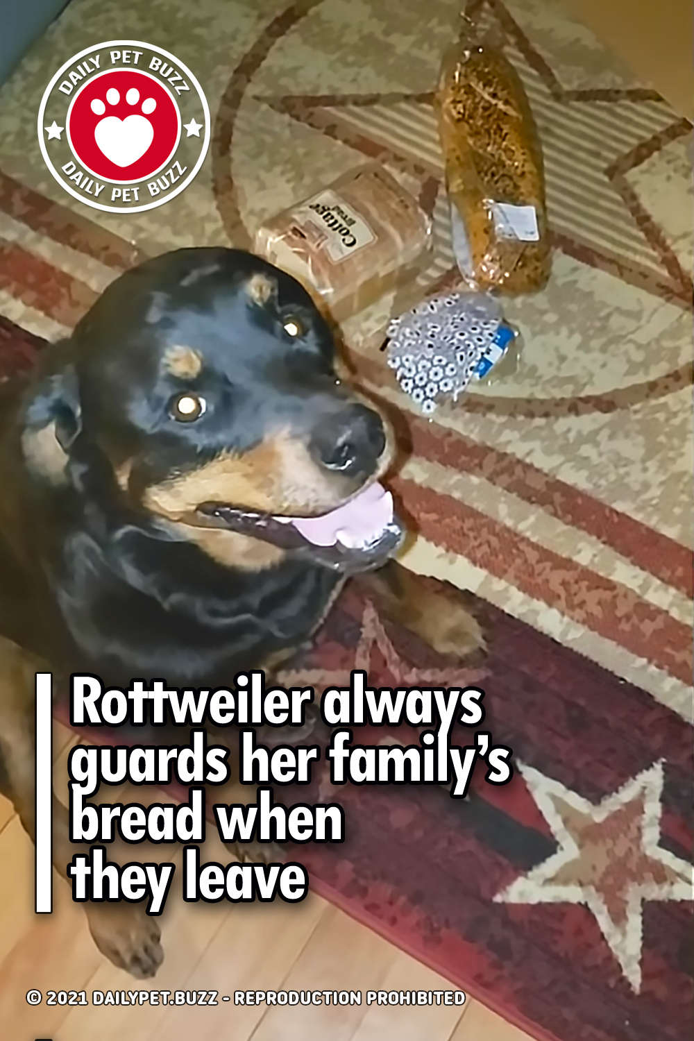 Rottweiler always guards her family’s bread when they leave