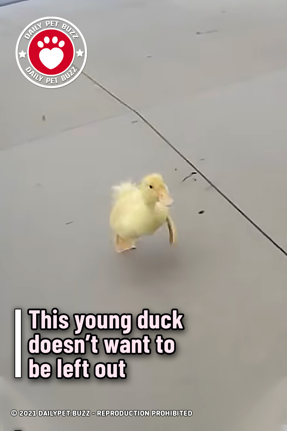 This young duck doesn’t want to be left out
