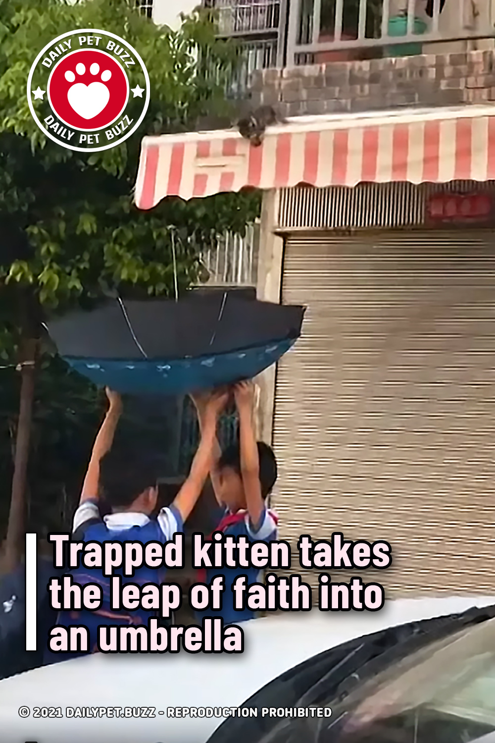 Trapped kitten takes the leap of faith into an umbrella