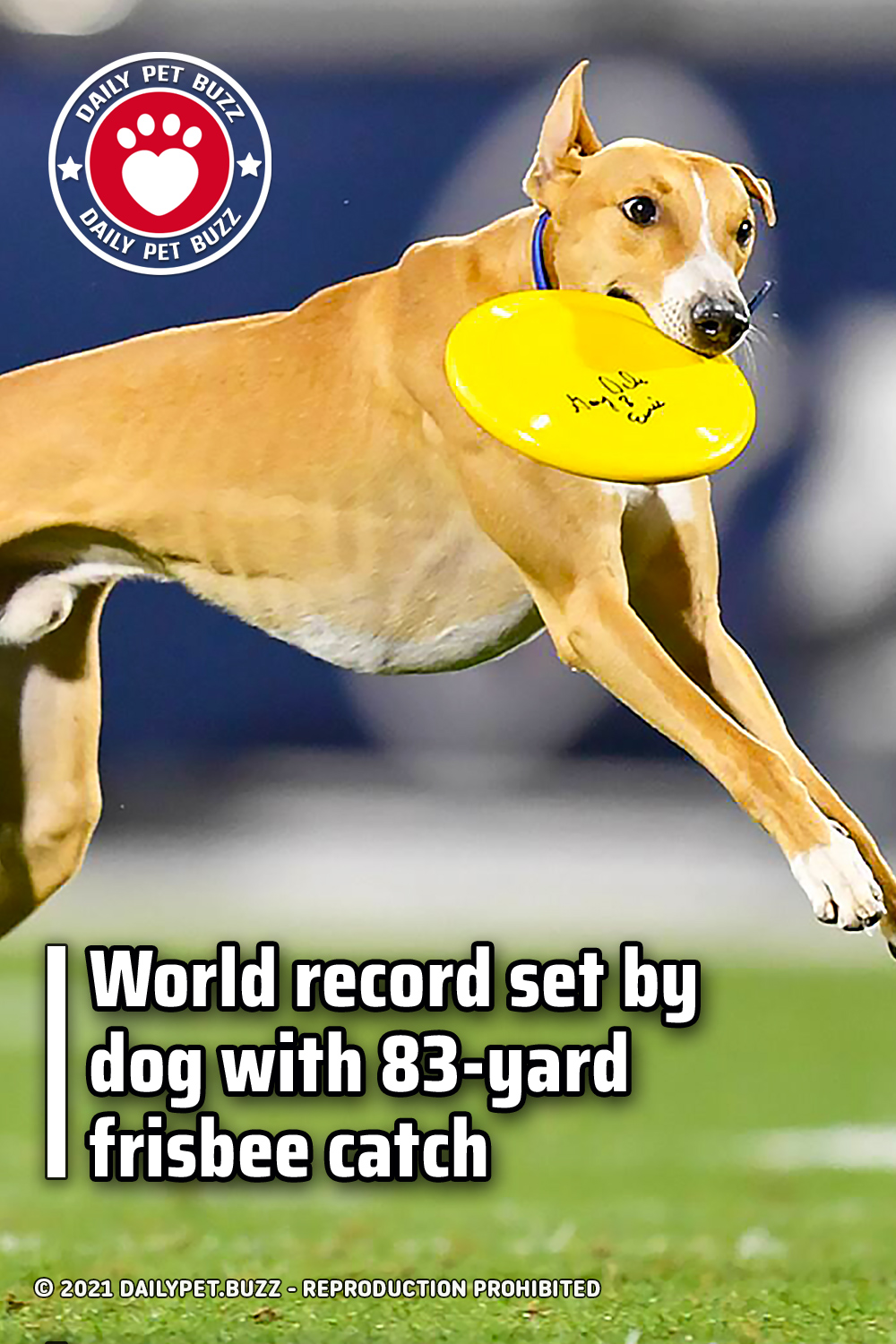 World record set by dog with 83-yard frisbee catch