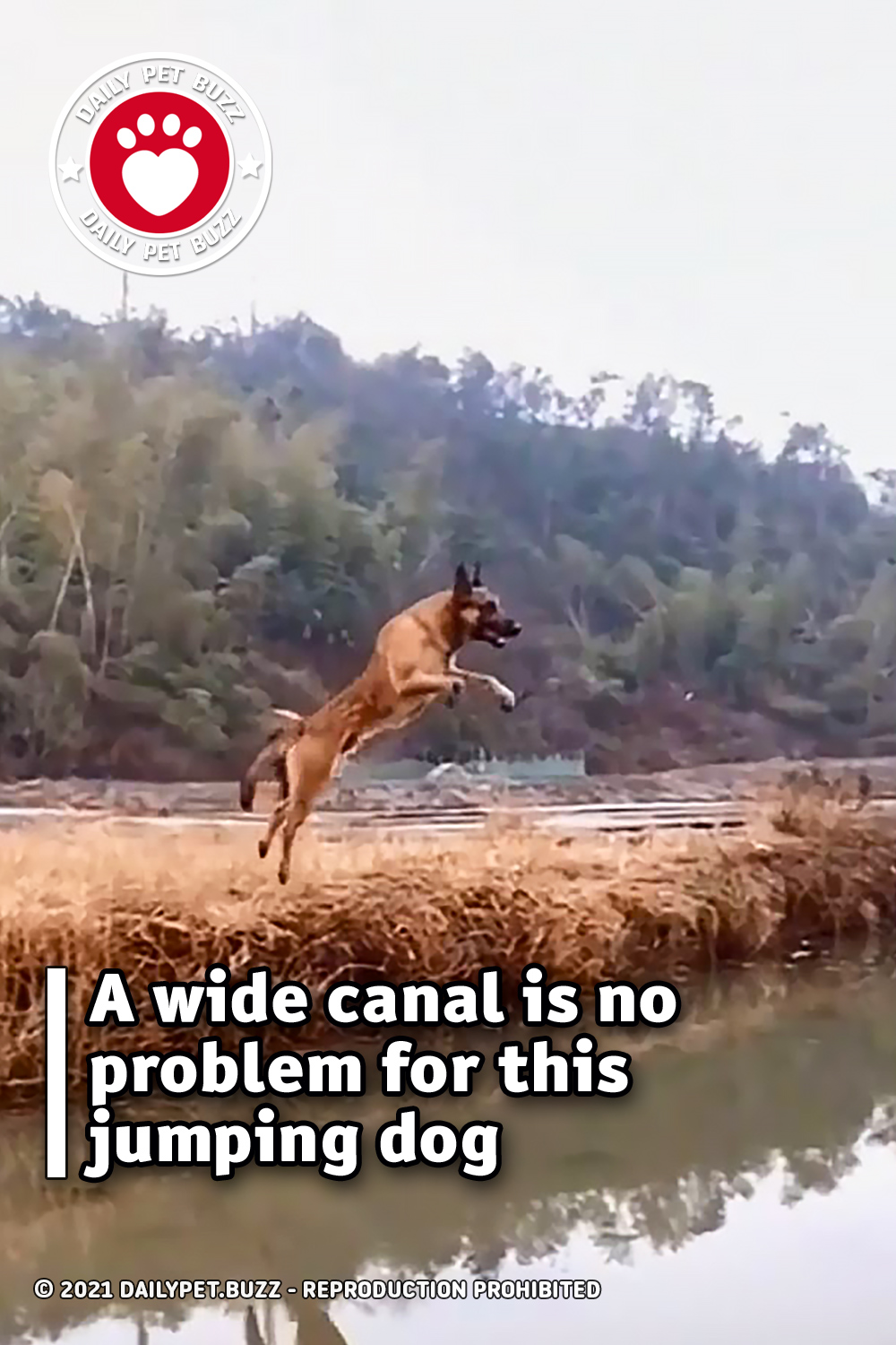 A wide canal is no problem for this jumping dog