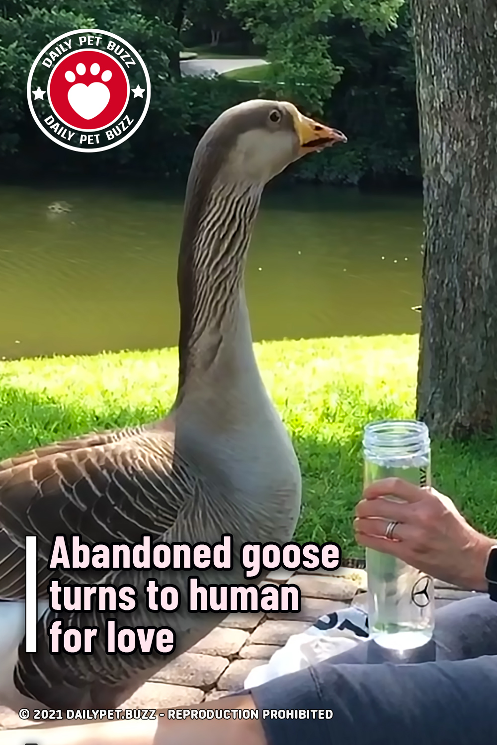 Abandoned goose turns to human for love