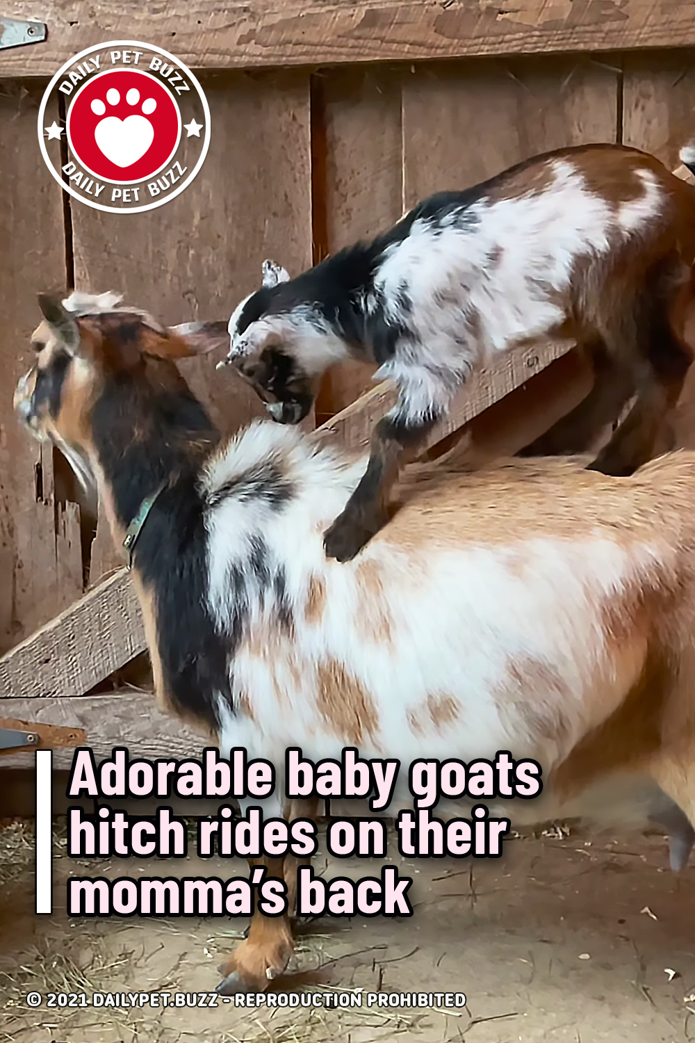 Adorable baby goats hitch rides on their momma’s back