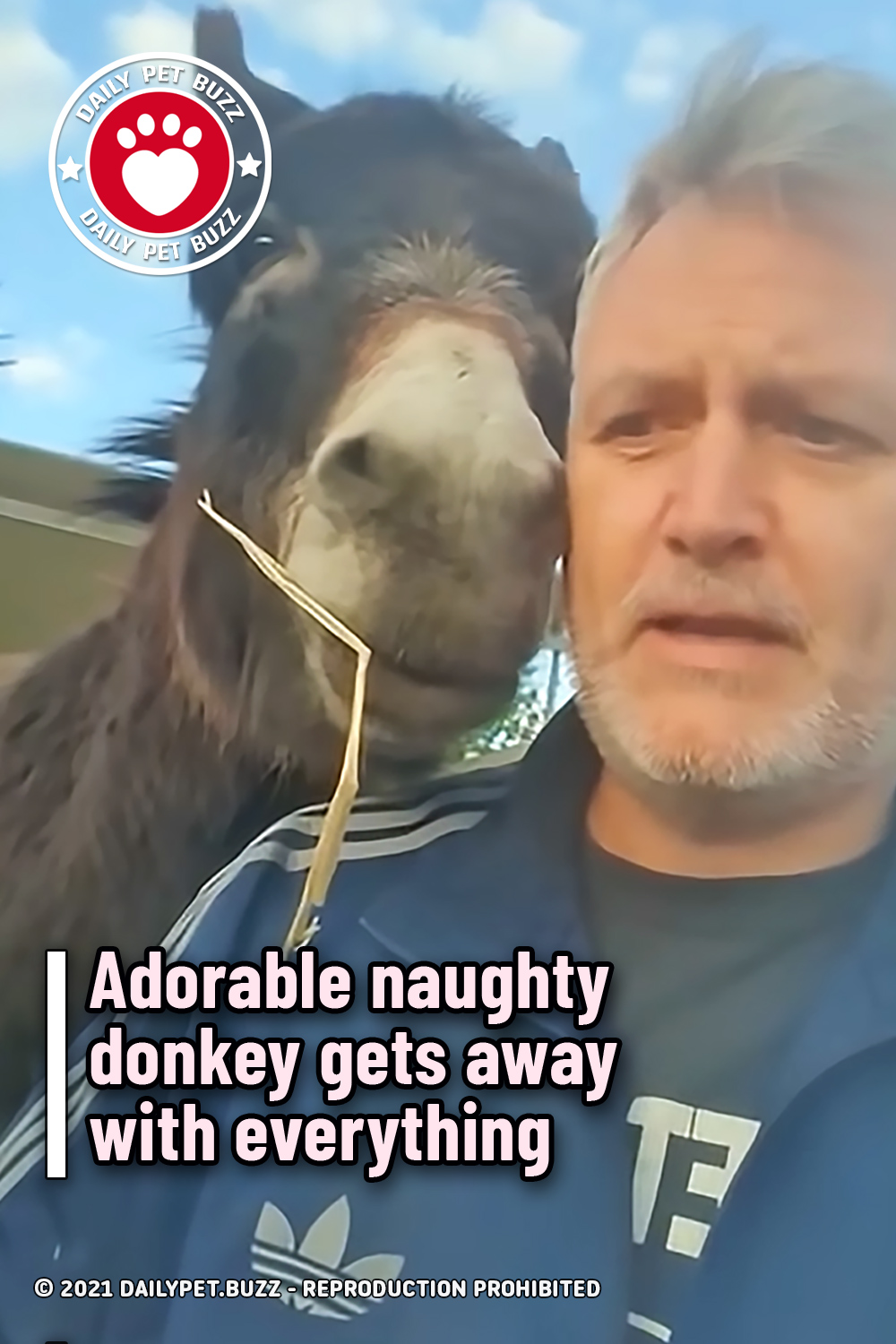 Adorable naughty donkey gets away with everything
