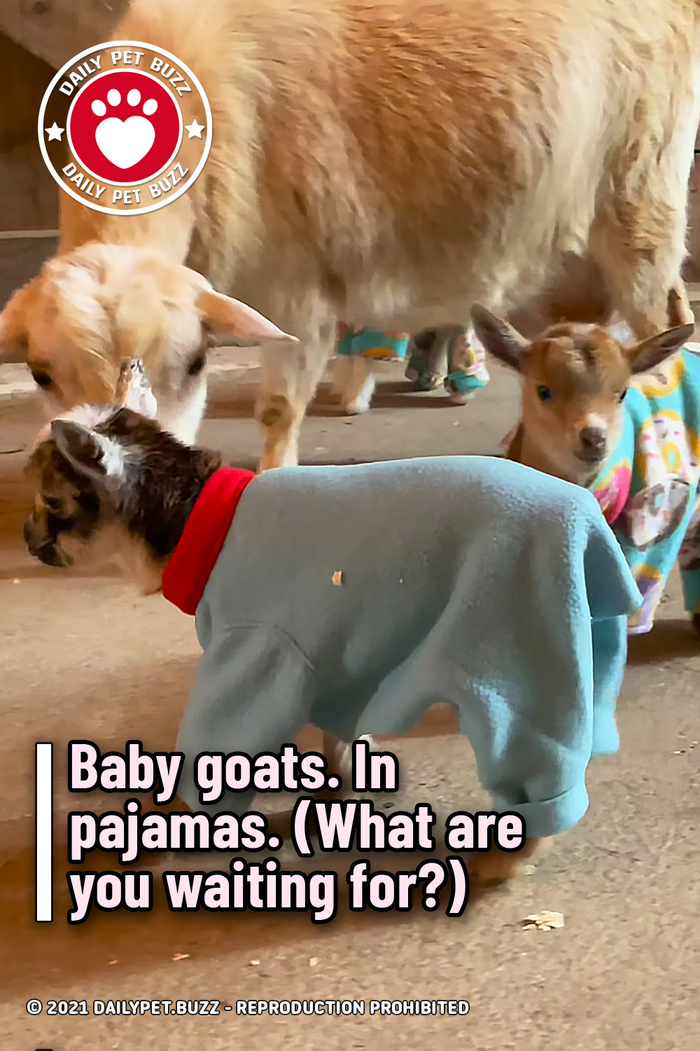 Baby goats. In pajamas. (What are you waiting for?)
