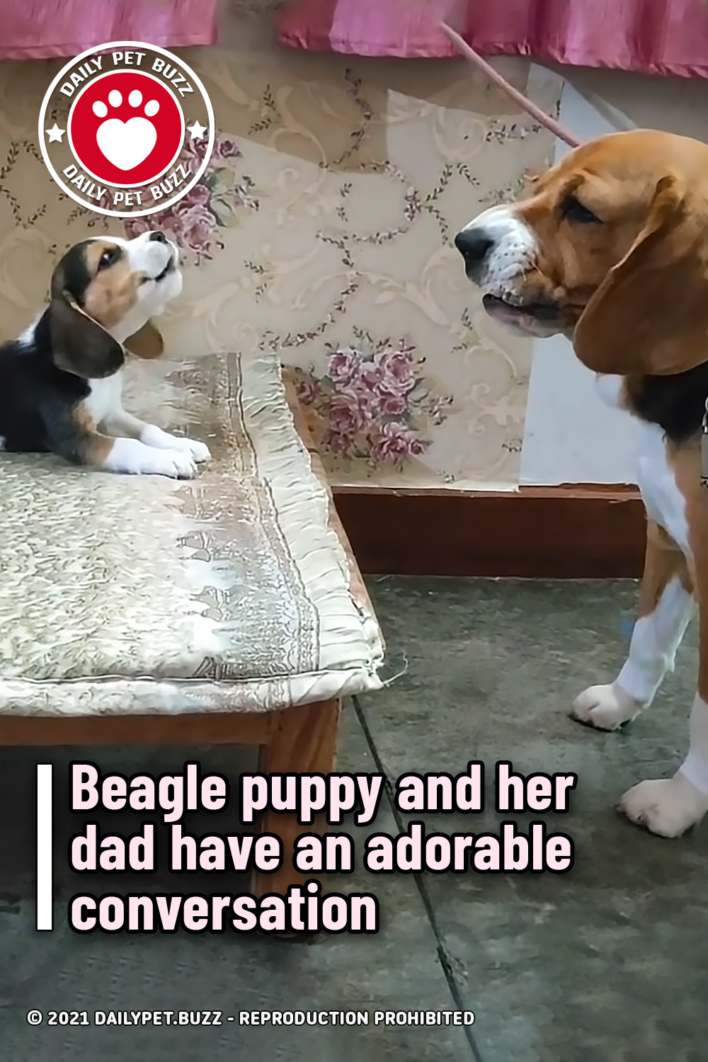 Beagle puppy and her dad have an adorable conversation