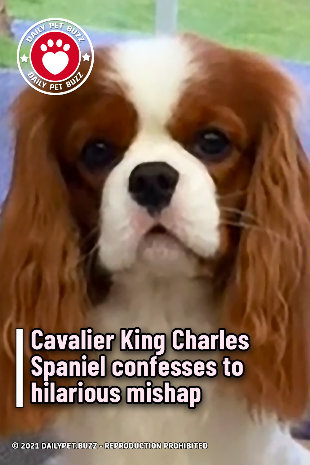 Cavalier King Charles Spaniel confesses to hilarious mishap
