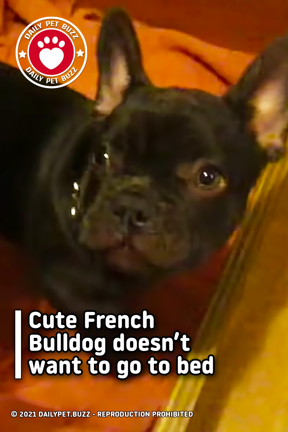 Cute French Bulldog doesn’t want to go to bed