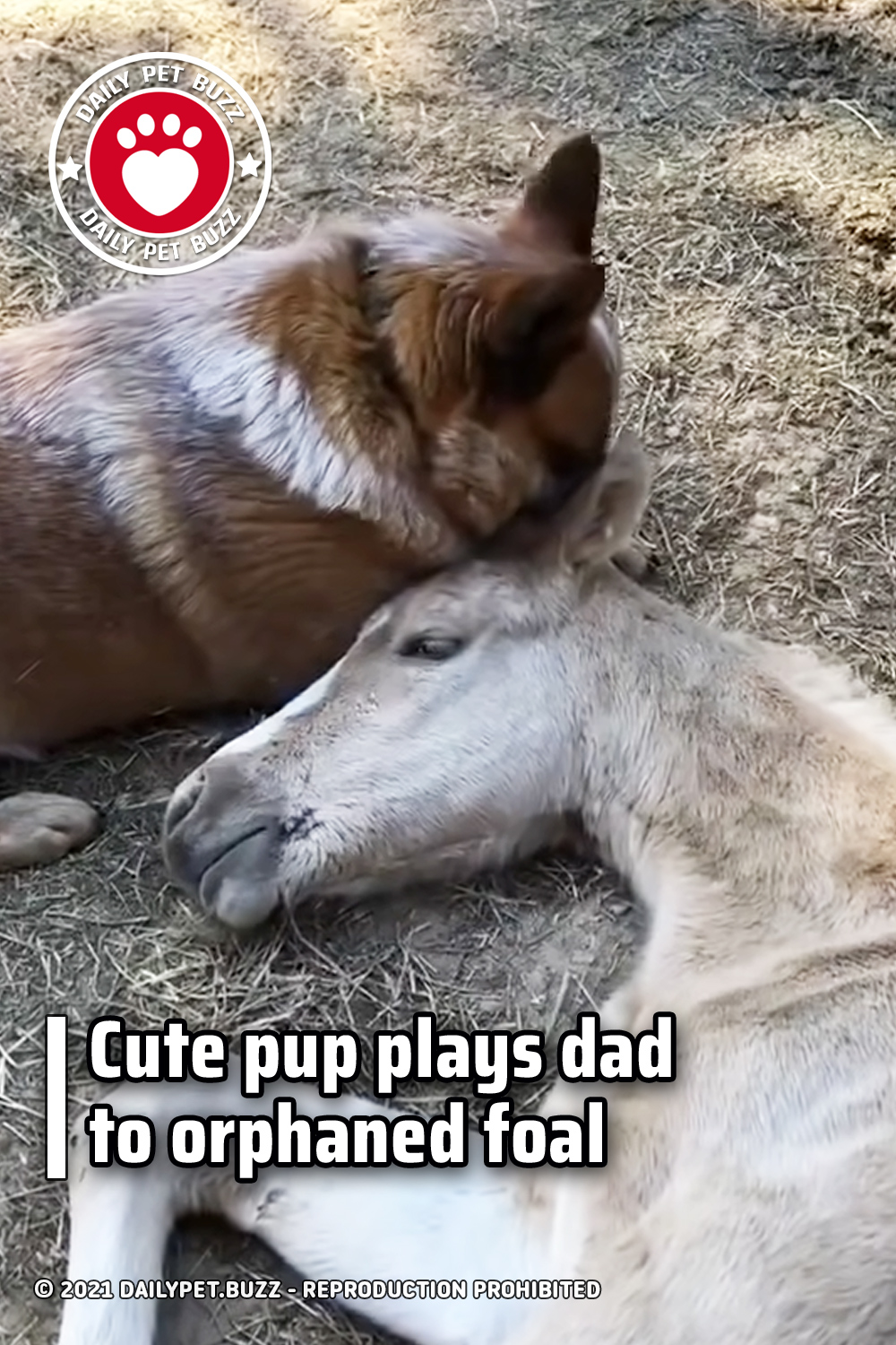 Cute pup plays dad to orphaned foal