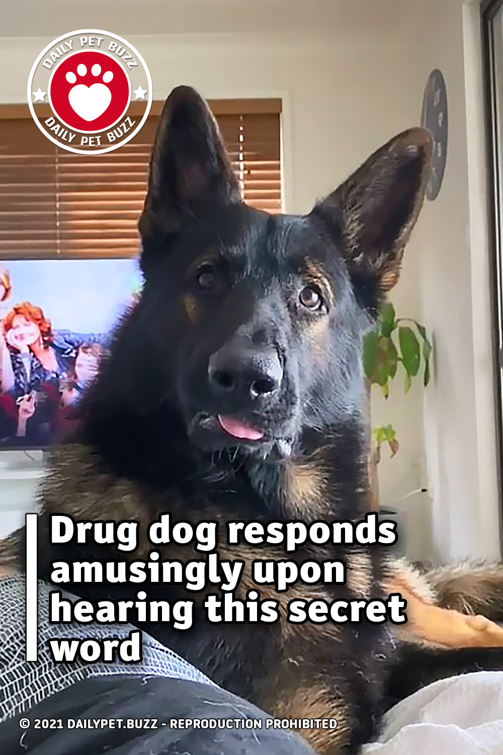 Drug dog responds amusingly upon hearing this secret word
