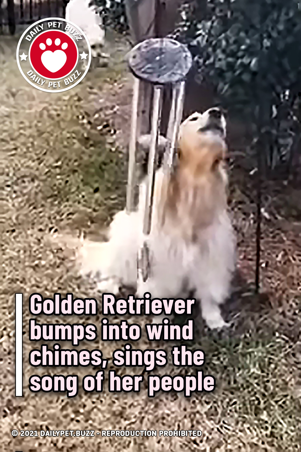 Golden Retriever bumps into wind chimes, sings the song of her people