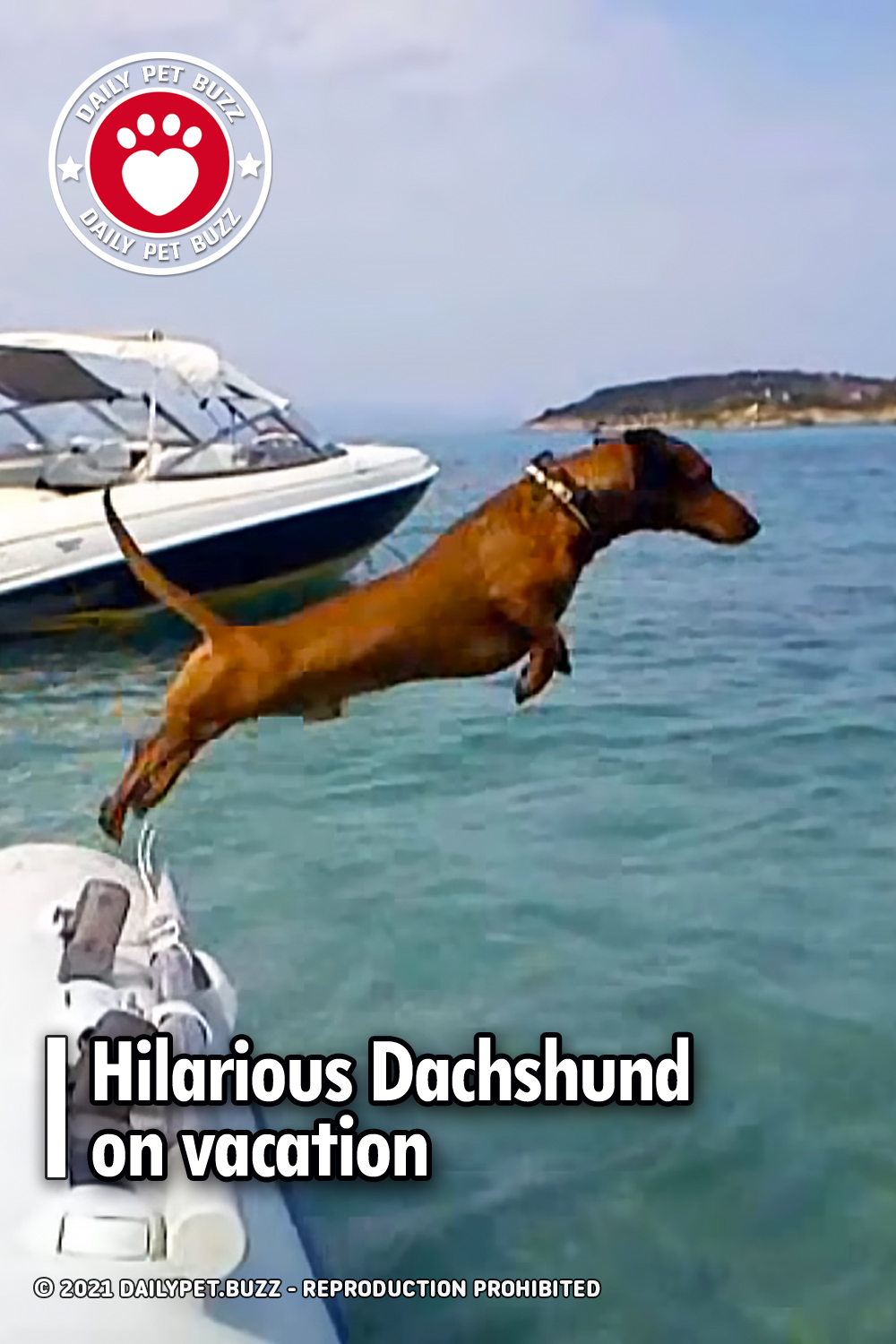 Hilarious Dachshund on vacation