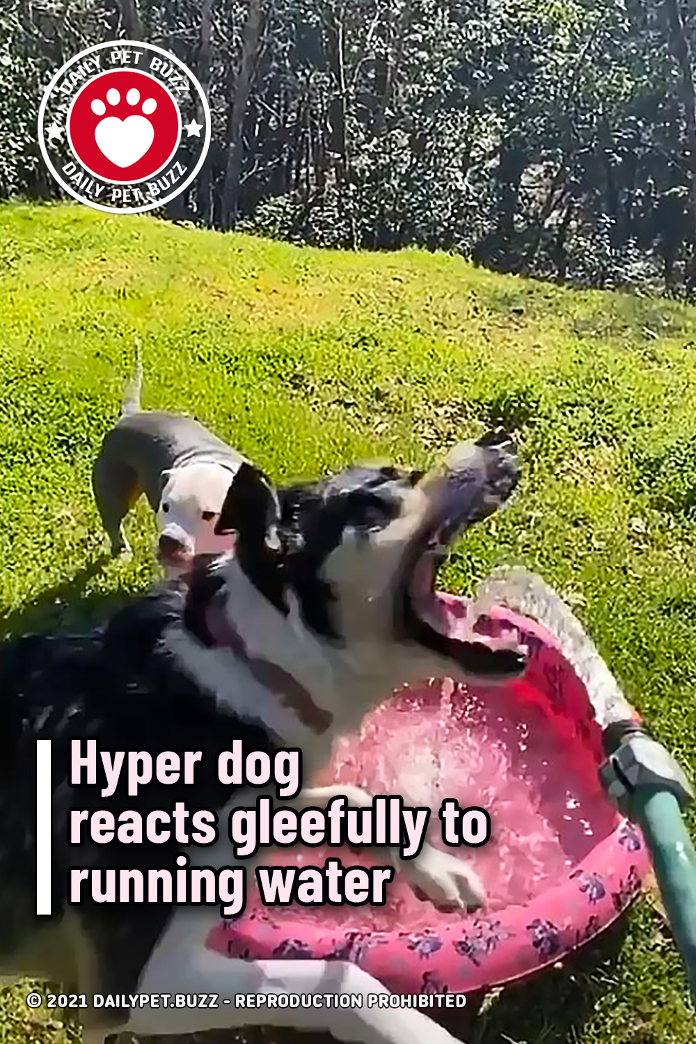 Hyper dog reacts gleefully to running water