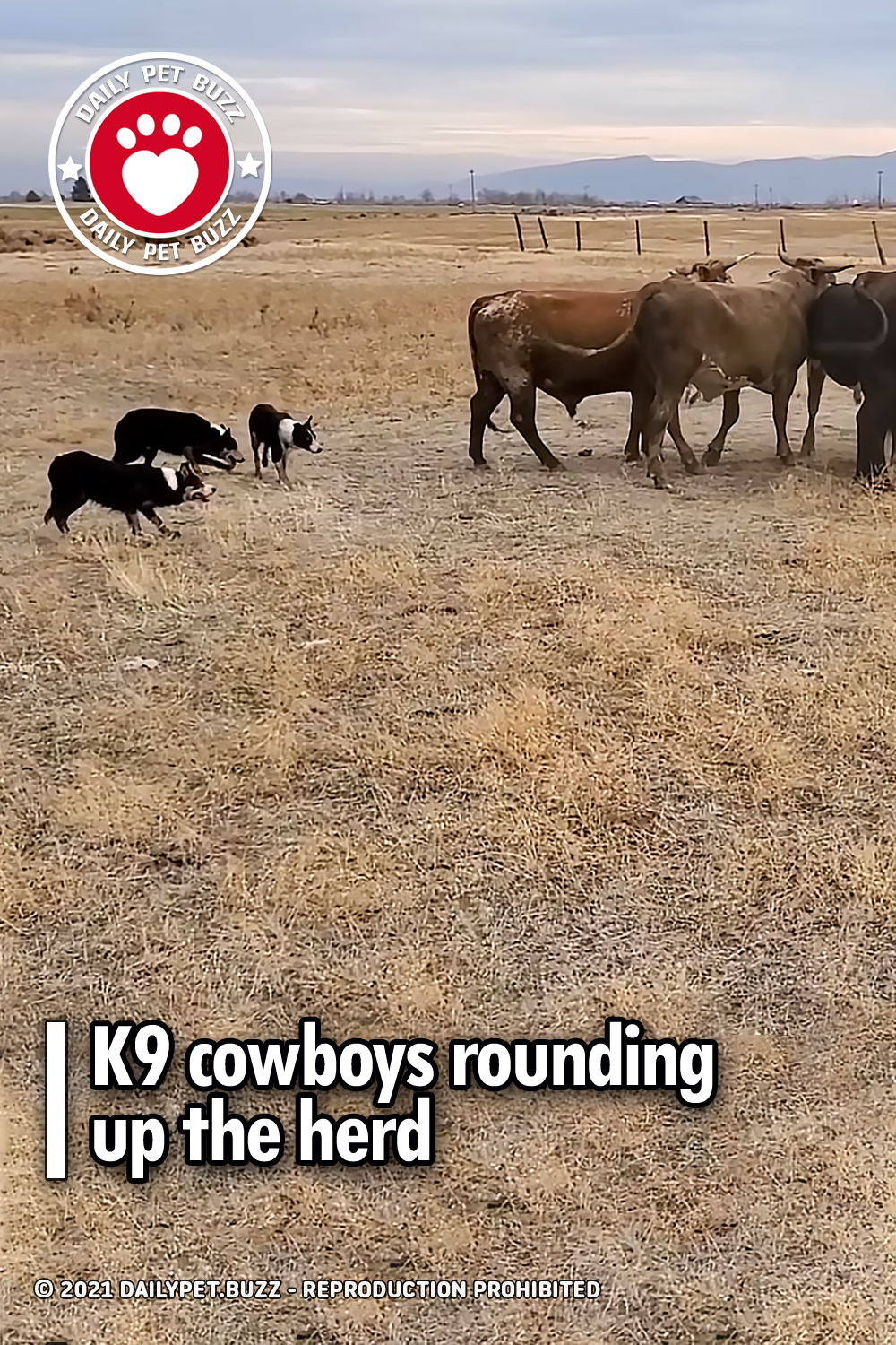 K9 cowboys rounding up the herd