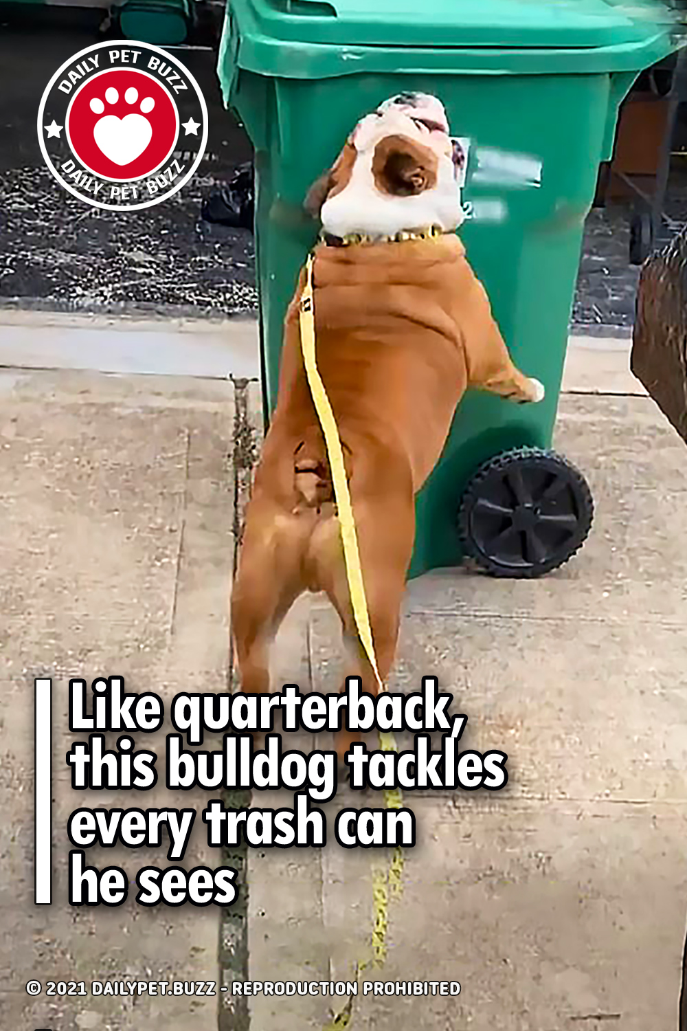 Like quarterback, this bulldog tackles every trash can he sees