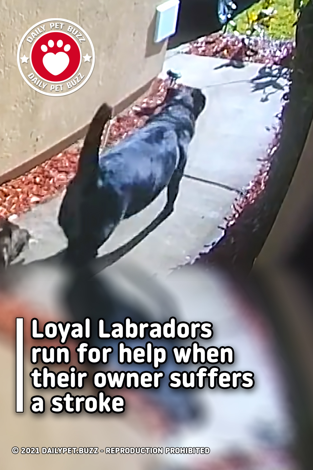 Loyal Labradors run for help when their owner suffers a stroke
