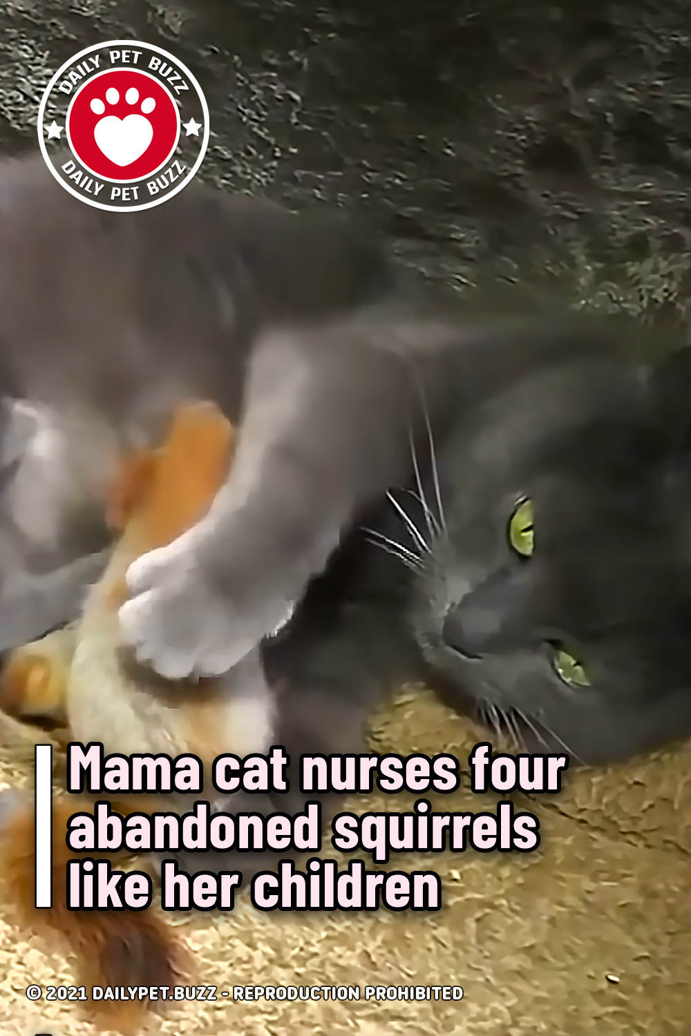 Mama cat nurses four abandoned squirrels like her children