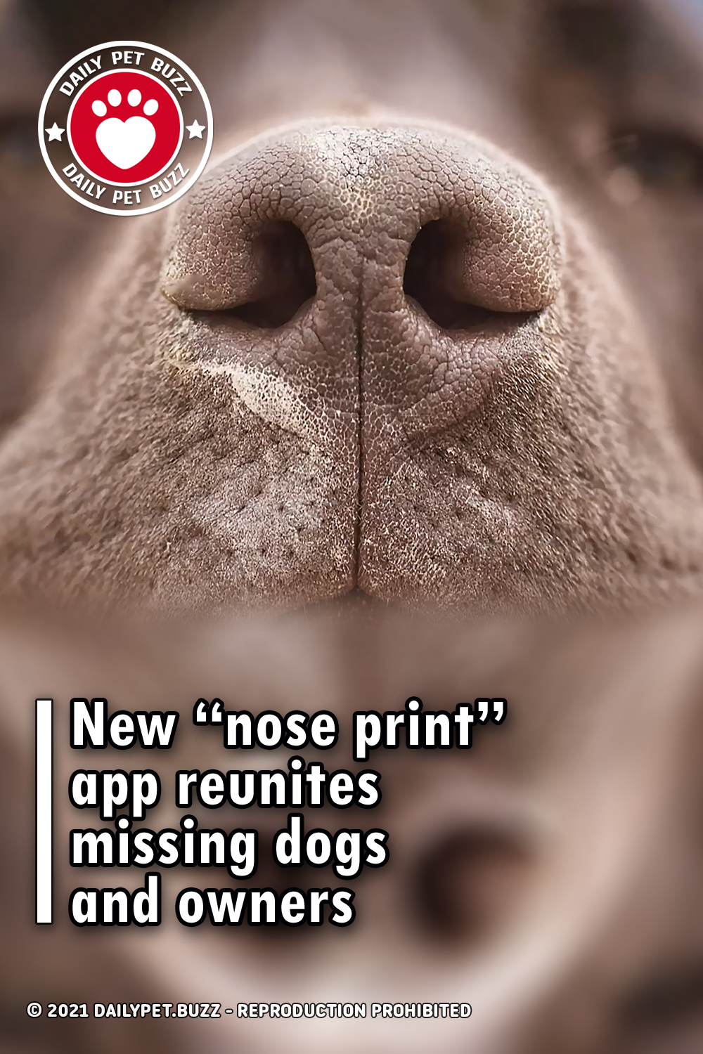 New “nose print” app reunites missing dogs and owners