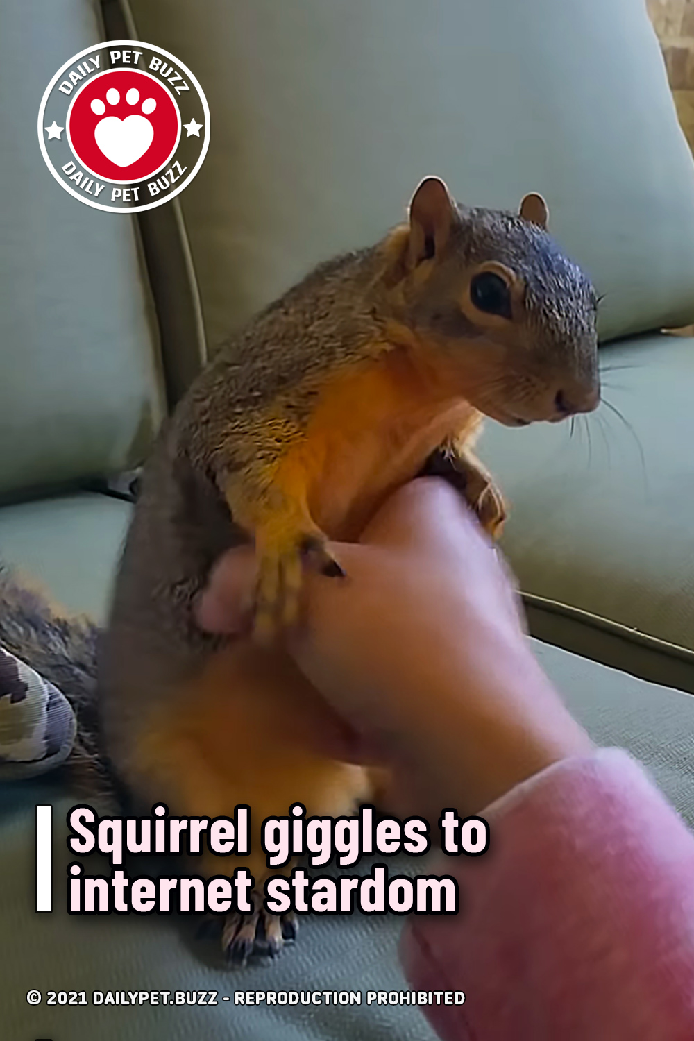 Squirrel giggles to internet stardom