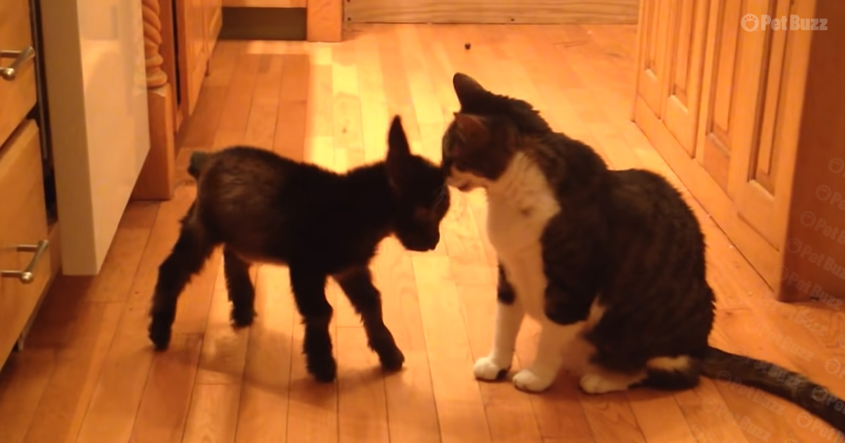 Cat and baby goat go head to head