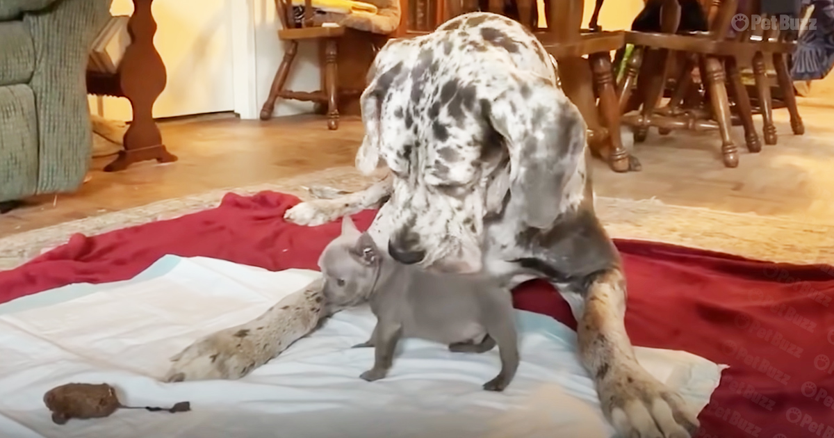 Great Dane teaches Frenchie puppy how to be a big dog
