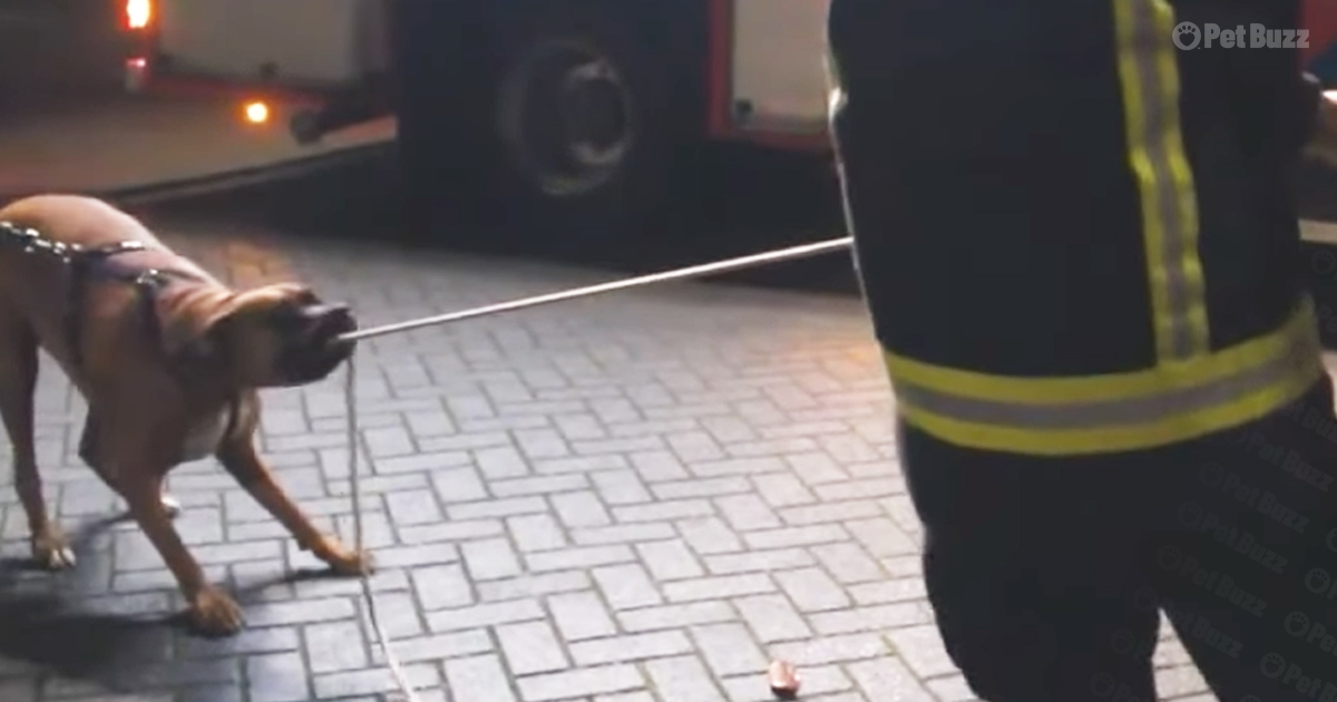 Firefighters overwhelmed with laughter when dog helps pull down tree