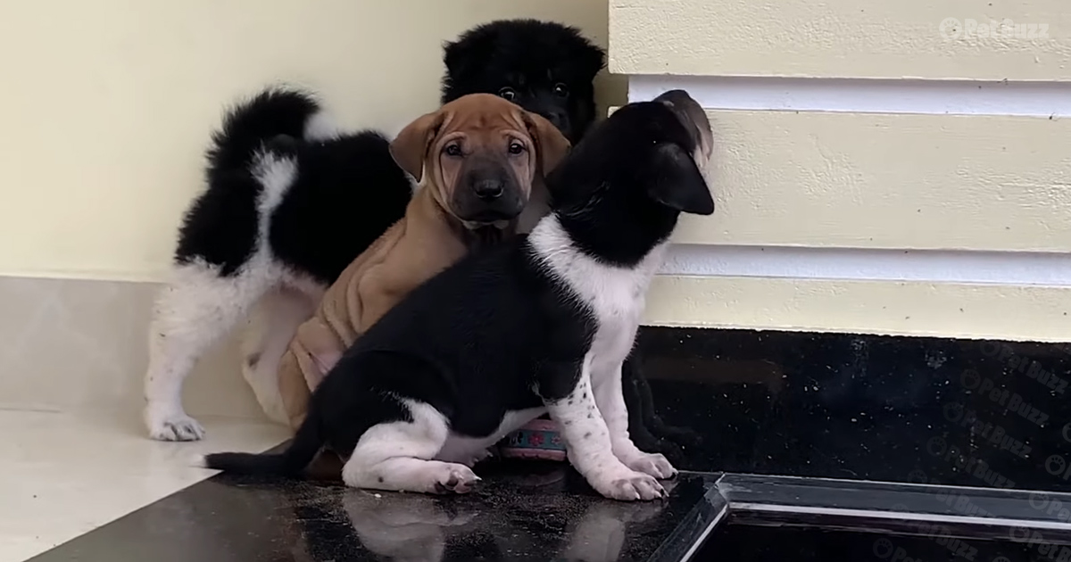 Man rescues stray puppies he finds on the streets