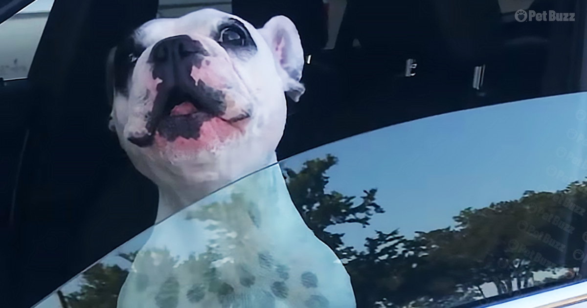 Dog sings loudly in car