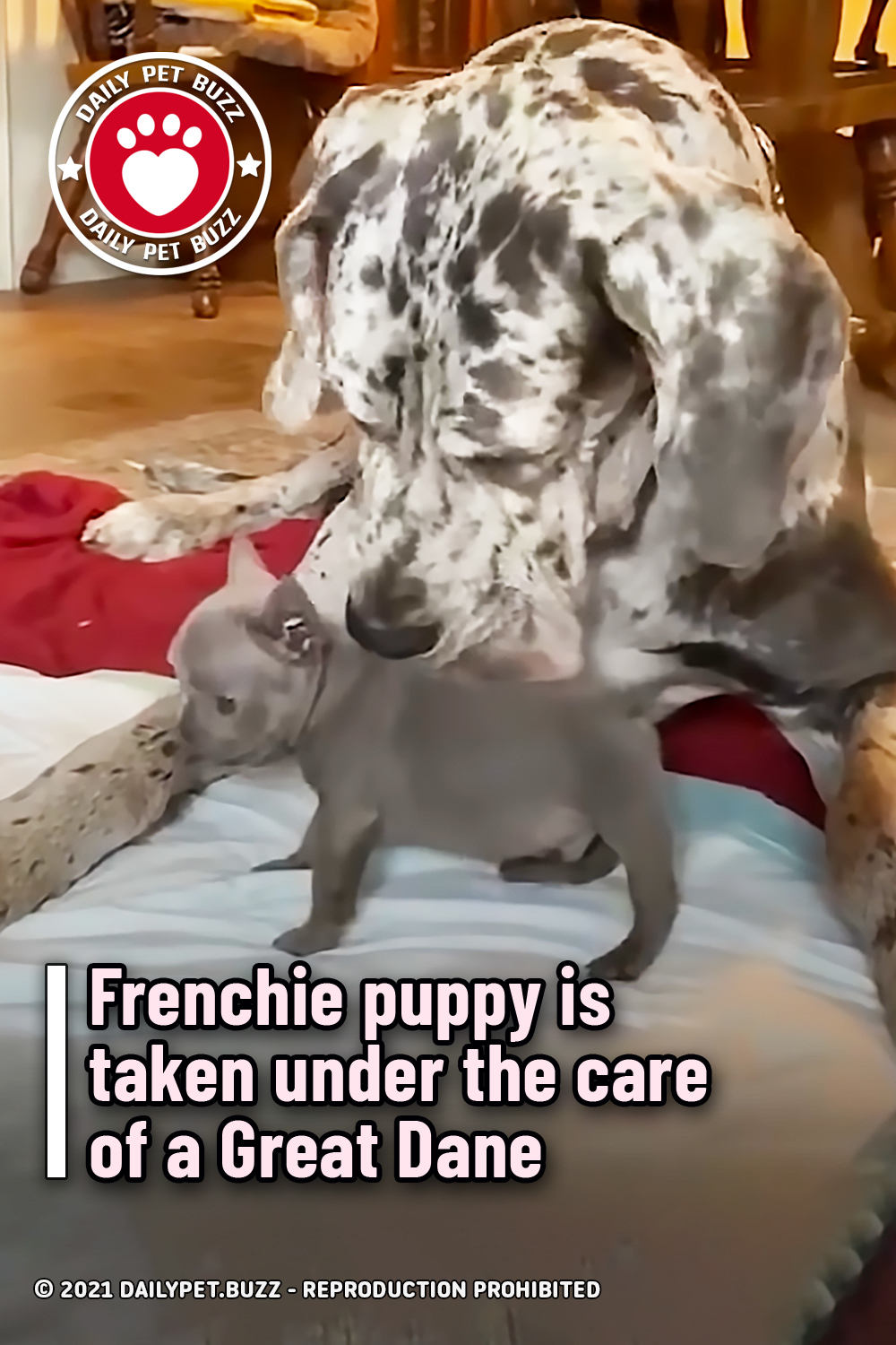 Frenchie puppy is taken under the care of a Great Dane