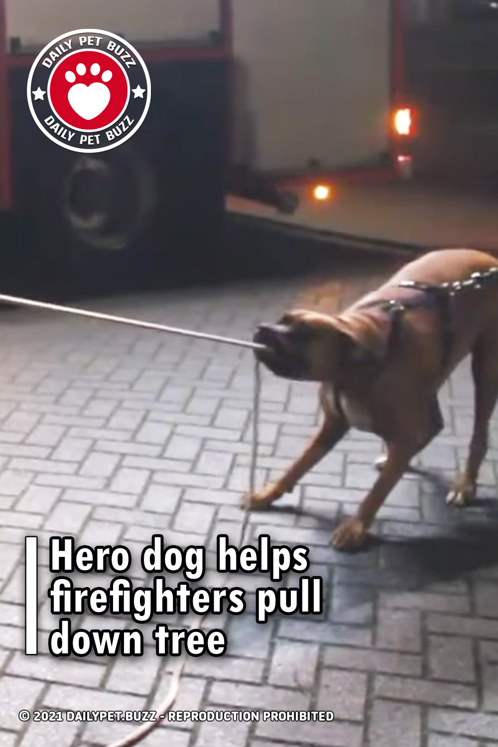 Hero dog helps firefighters pull down tree
