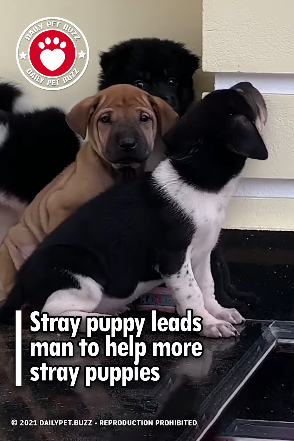 Stray puppy leads man to help more stray puppies