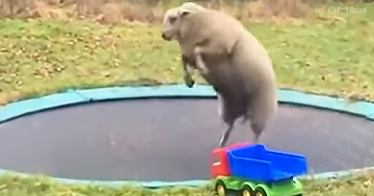 sheep has fun with a trampoline